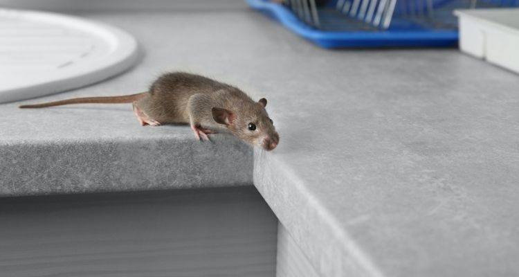 Cómo deshacerse de las ratas en casa y cocina